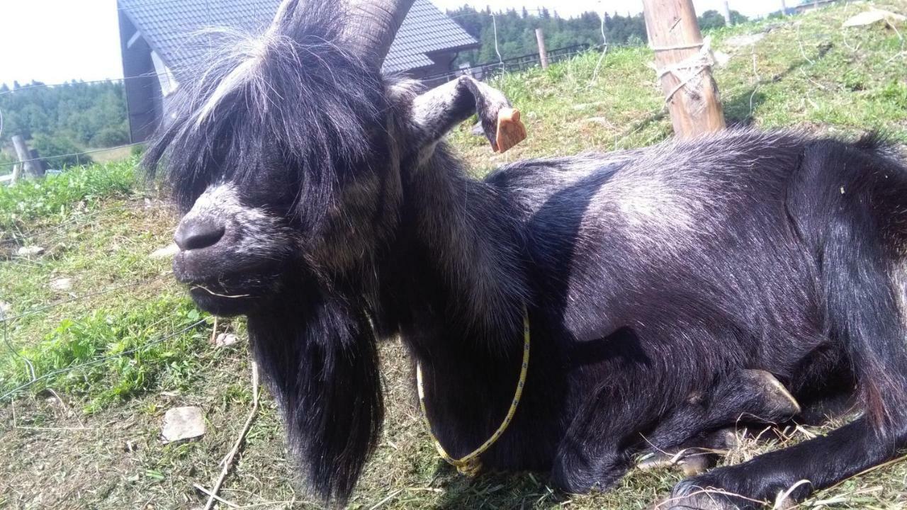 Agroturystyka,, Ranczo Kruszynki" Stronie Śląskie Εξωτερικό φωτογραφία
